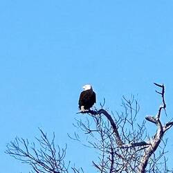 Bald eagle hanging nearby