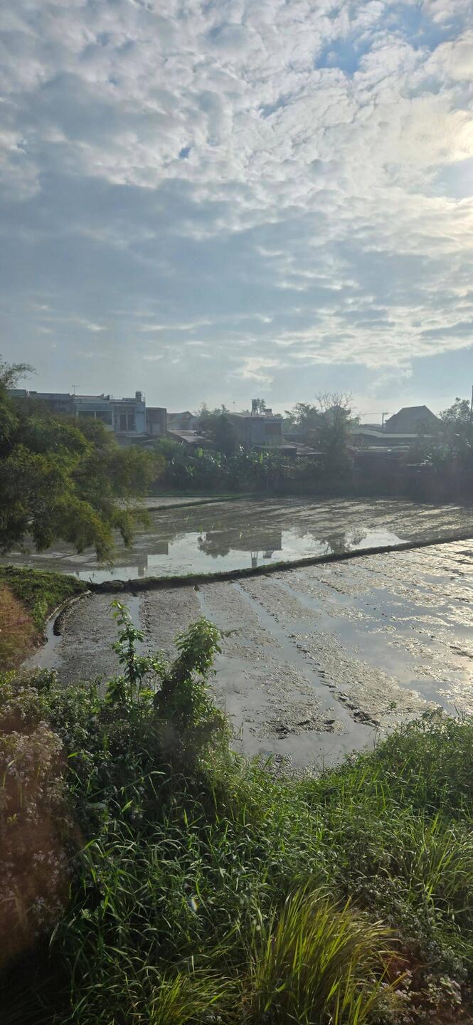 Rice fields were plentiful along the train route