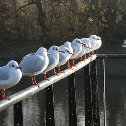 Black headed gull, plentiful along The Thames