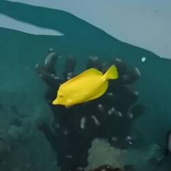 ein Doktorfisch im Hafenbecken