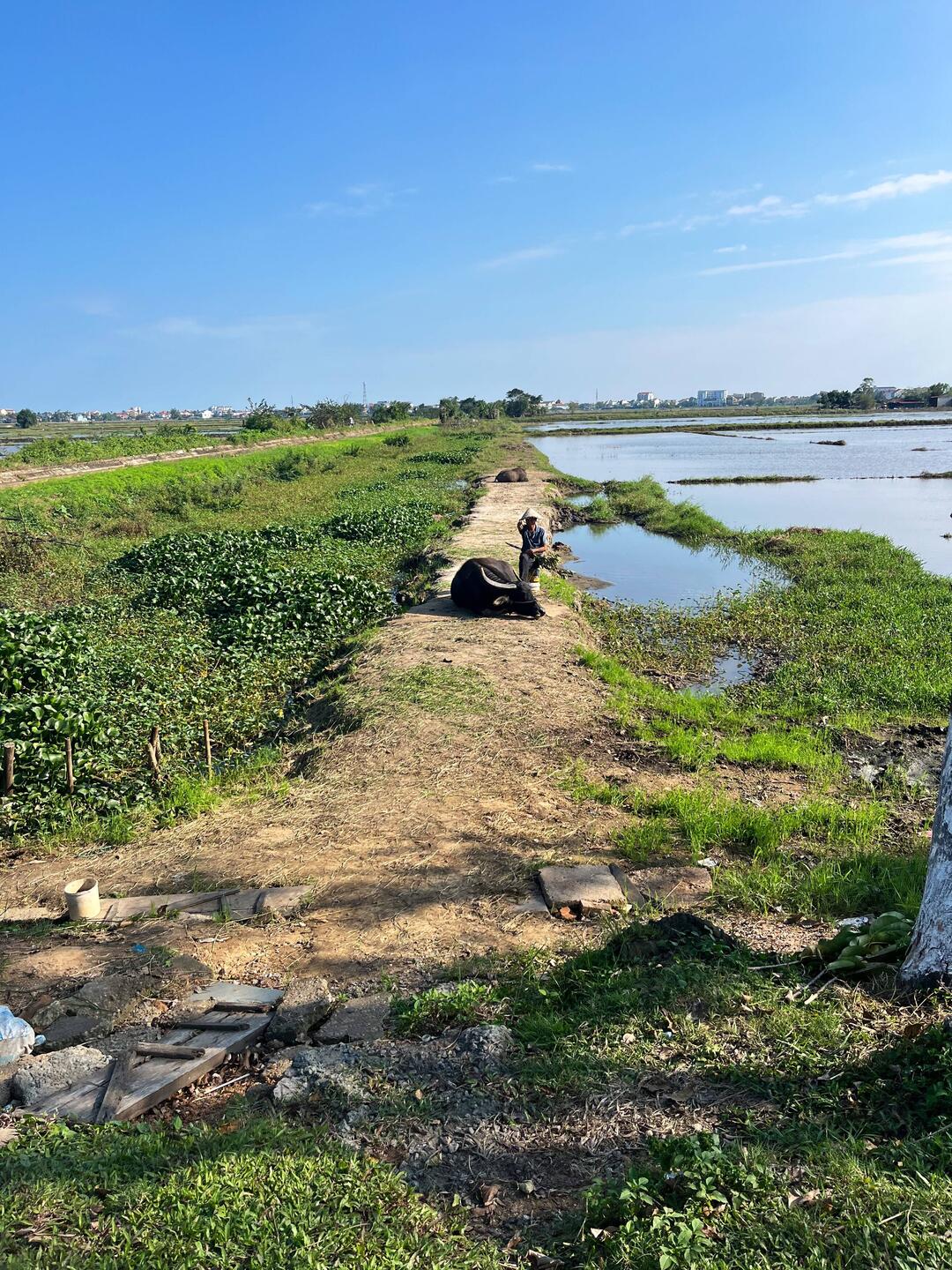 La campagne autour de Hoi An