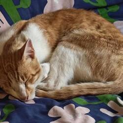 die Hostelkatze hat es sich auf unserem Bett bequem gemacht