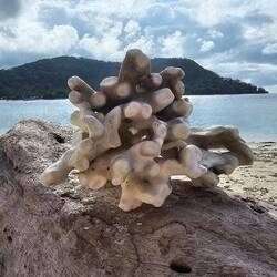 Es gibt auch sehr viele Korallen am Strand.