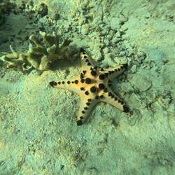 Voll fette Seesterne.