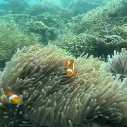 Nemo - so süß die kleinen.