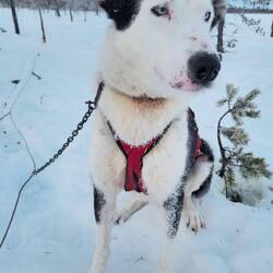 Tubbs! Ironman, Ultraläufer und Bodybuilder in einem. 🤗
