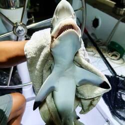 Zweiter Fang 😳🦈