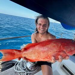 Korallenforelle vom Fischmarkt