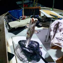 Zweiter Fang 😳🦈