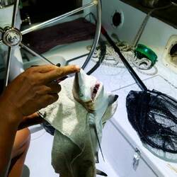 Zweiter Fang 😳🦈