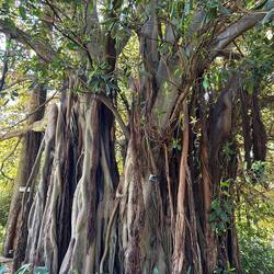 Der heilige Baum "Banyan Tree" oder auch Luftwurzelbaum