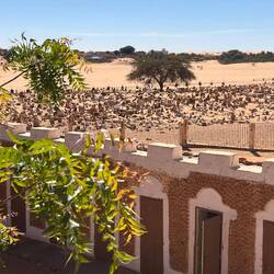 In the back ground the dunes are advancing mm by mm