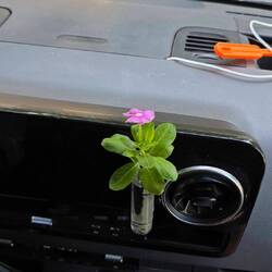 Our little flower, collected in Marrakesh mid November, has been flowering ever since. A new flower♥