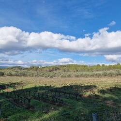 Wein und Oliven