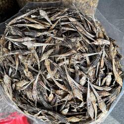 Meerestiere - man riecht's