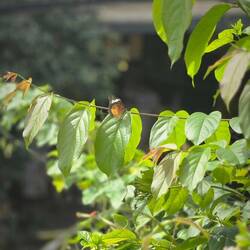 Take time to stop and photograph the butterflies