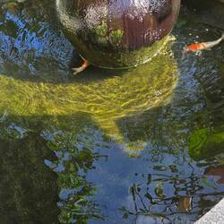 Hotel koi pond