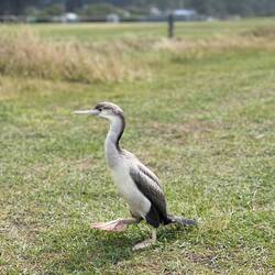 Freundlicher Besucher