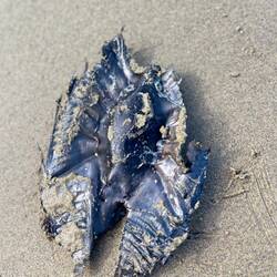 Gem. Frau Dr. Rosmarie Beyeler ein Ei von einem Geisterhai (Tiefsee-Hai)😉