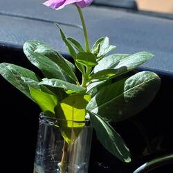 Our beautiful flower has been flowering again and again since 8 weeks