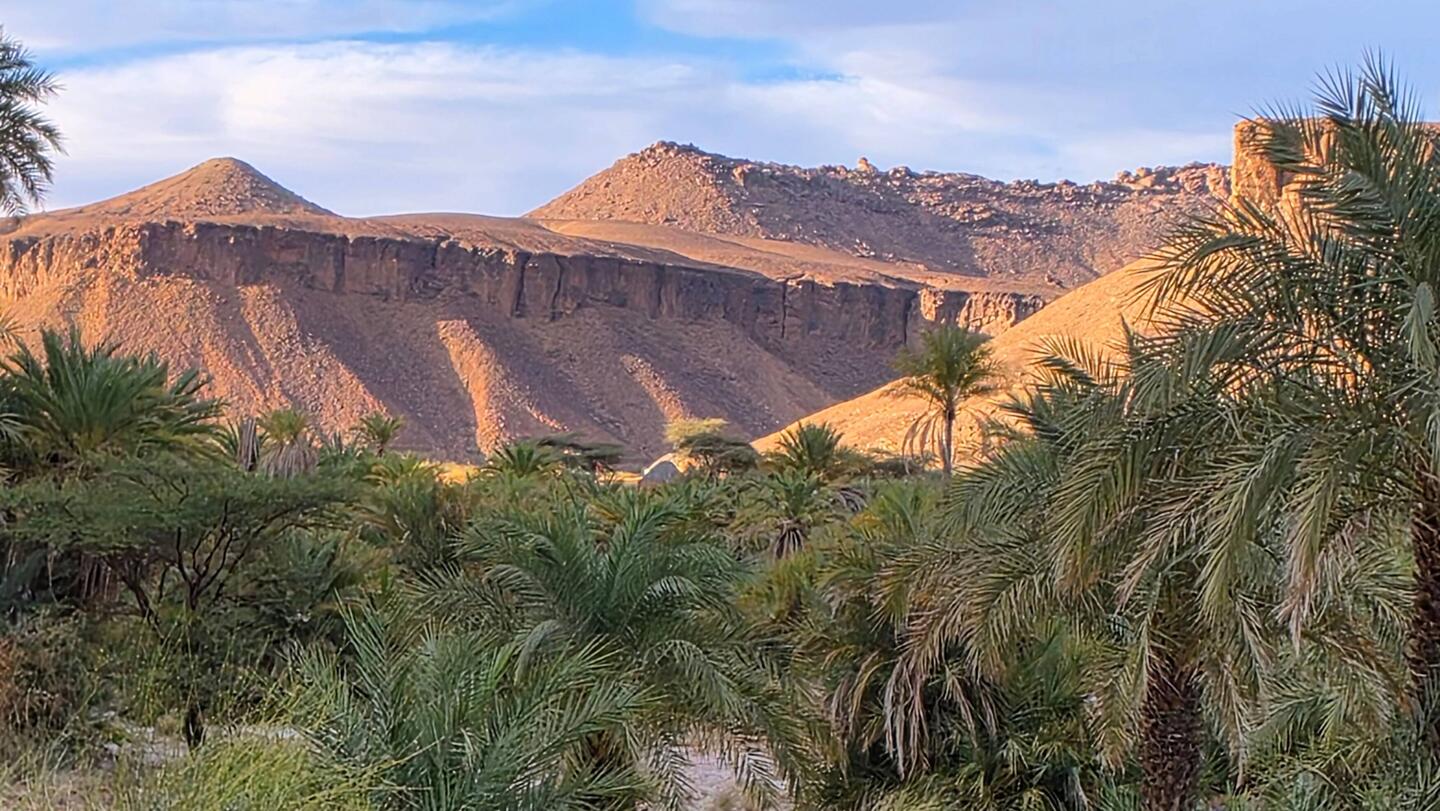 Terjit Palm oasis