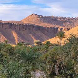 Terjit Palm oasis