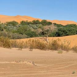 Dunes encroaching the banks of the oued