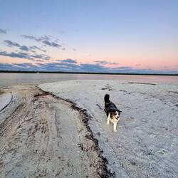 Moki enjoyed his private beach.