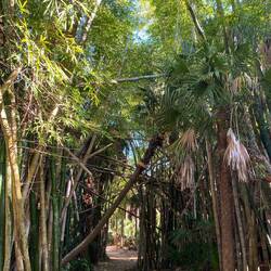 Bambus "fährt aus der Haut" .. überall abgesprengte Rinde...