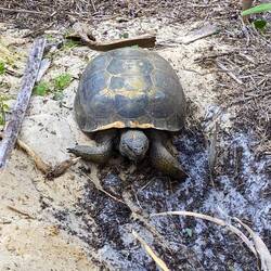 Die brüten auch wieder - etwas weniger Nester als die letzten Jahre