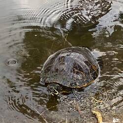 Schilde im Teich gegenüber....