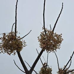 Mistel Zweig Baum 🌳 in Spanien
