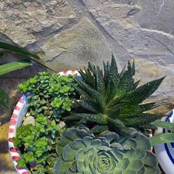 Blümchen vor der Tür