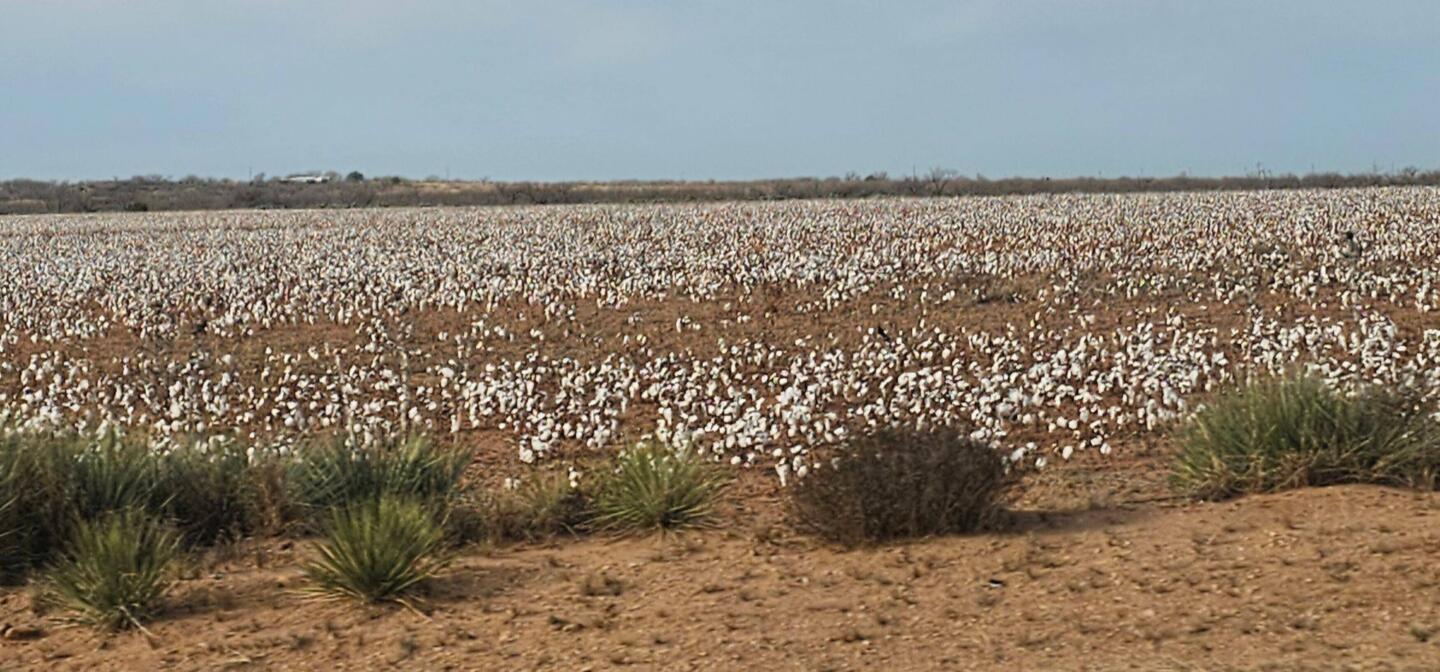 Cotton fields