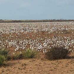 Cotton fields