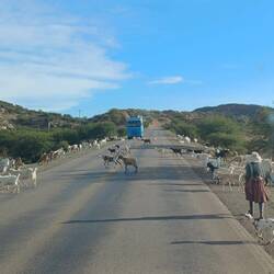 Ziegen haben Vorfahrt 😅