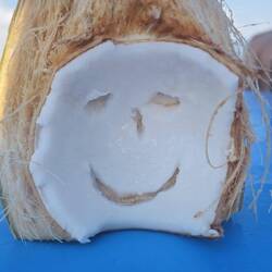 Kokusnuss direkt frisch gepflückt.