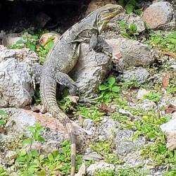 Leguane scheinen auch aus jener Zeit zu stammen