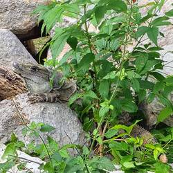 Die heutigen Bewohner ...