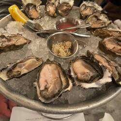 Hama disco oyster cucumber