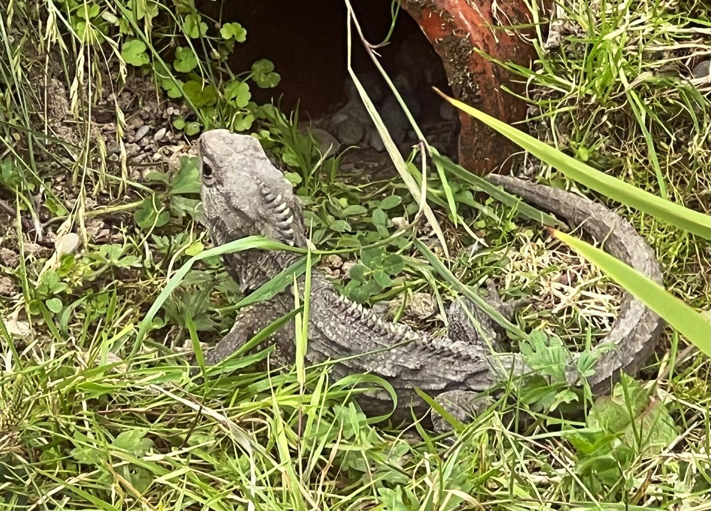 Tuatara