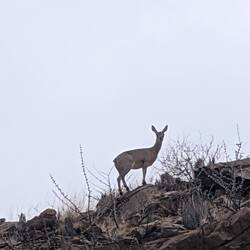 Klippspringer beobachtet uns