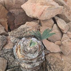 Die Natur findet ihren Weg