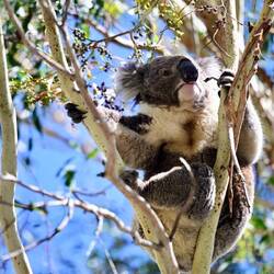 Unsere ersten Koalas.