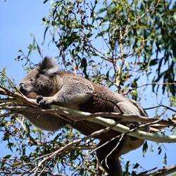 Unsere ersten Koalas.
