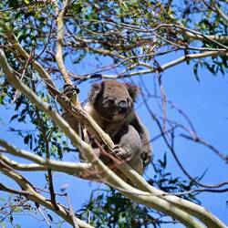 Unsere ersten Koalas.