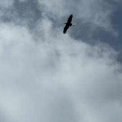 Big big birds circling above us.