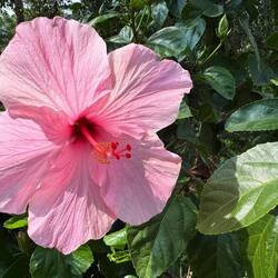 Hibiscus flowers are a common sight 💗