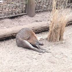 Yoga mit einem Wallabi