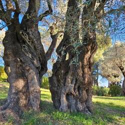 ... auf der Domaine des Collettes mit dem Renoir-Museum